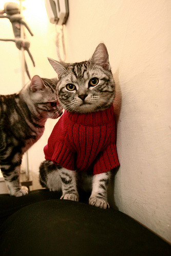 博卡小将初露头角，表现积极，博卡坦百度百科